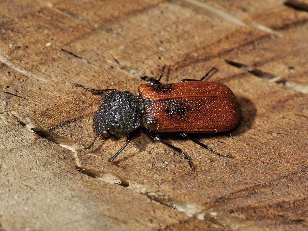 Bostrichus capucinus